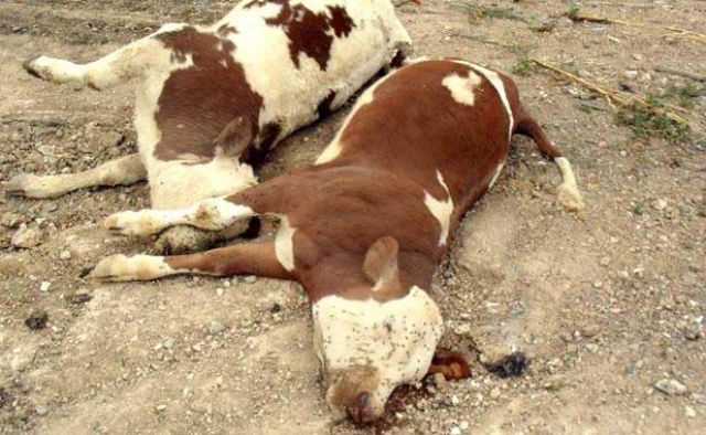 نفوق 450 رأس من الأبقار بالجزائر بسبب الحمى القلاعية