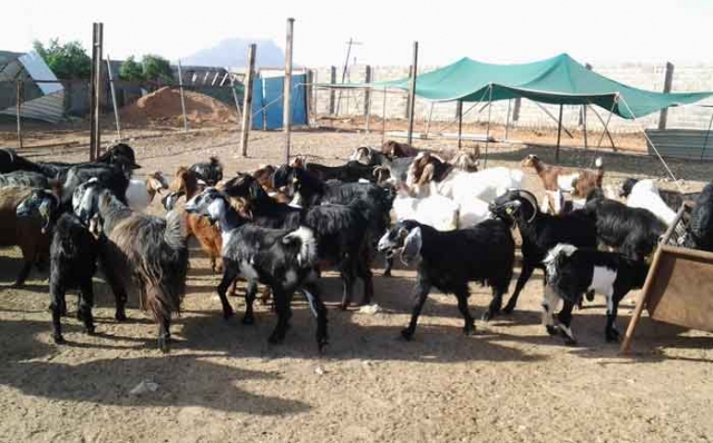 إلقاء القبض على عصابة الماعز بقرية ألما بضواحي أكادير