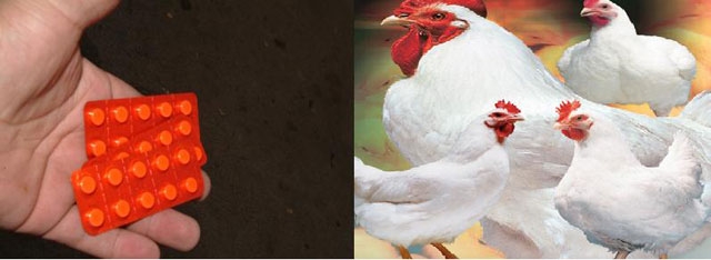إيقاف بائع دجاج متهم بترويج "القرقوبي" بالحي الحسني بالبيضاء