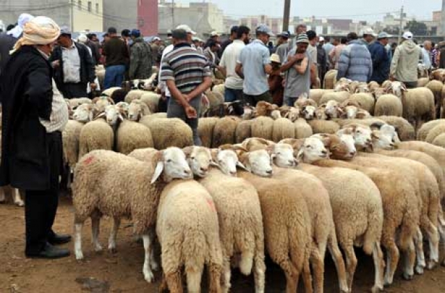 تباشير عيد الأضحى تحرك الأسواق المغربية
