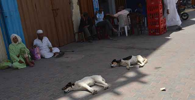 الكلاب الضالة تهزم بلدية سطات