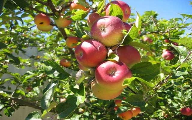 الملتقى الرابع للتفاح بإفران يبحث قضايا تأهيل القطاع