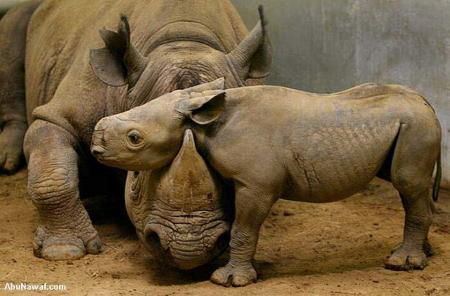 حديقة حيوان بالتشيك تحرق قرون وحيد القرن لمساعدته من الانقراض
