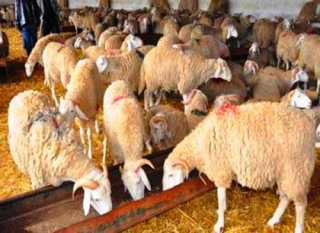 قصة اختفاء 54 خروفا صباح يوم العيد في مقاطعة البرنوصي