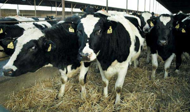 10 آلاف جرعة من التلقيح الاصطناعي للأبقار هبة مغربية لتحسين إنتاج اللحوم الحمراء بمالي