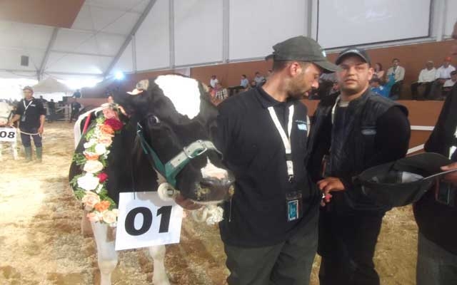جهة سوس تنتزع حصة الأسد من الجوائز المخصصة للأبقار بـ " سيام "