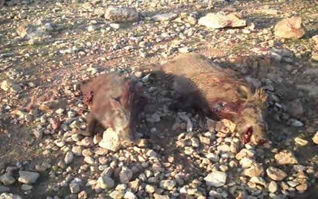 الخنزير البري  يهاجم الأحياء الراقية بمدينة أكادير
