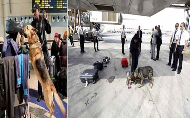 سلطات مطار محمد الخامس تستعين بكلاب بوليسية لاكتشاف المتفجرات