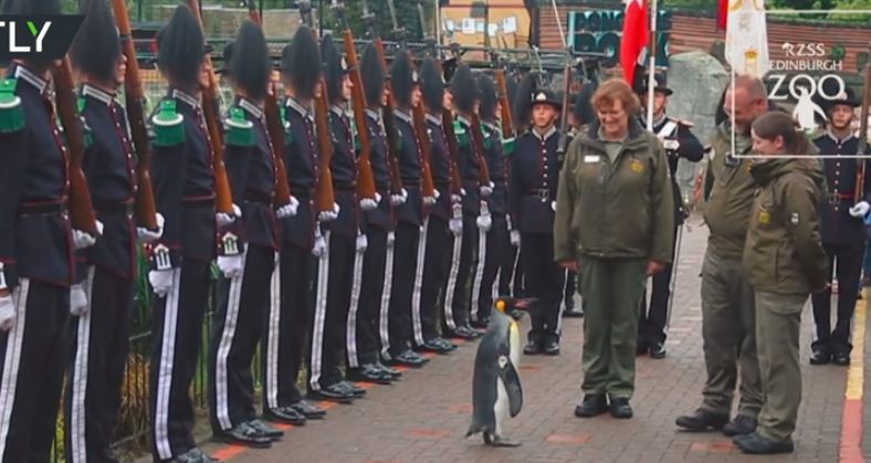 النرويج تحتفل بـ”بطريق” كعميد في الاستخبارات العسكرية (مع فيديو)