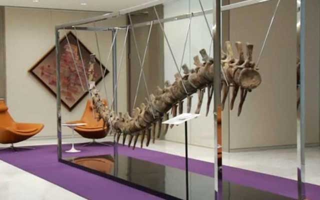 ذيل ديناصور عثر عليه في المغرب يساهم في مشروع إعمار بالمكسيك
