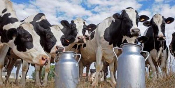مربو الأبقار: قرار "سنطرال" سيزيد من الاحتقان الاجتماعي ويؤزم وضعية الفلاح