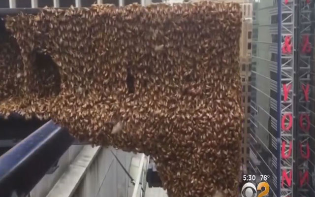 سرب من النحل يحاصر "تايمز سكوير" في نيويورك