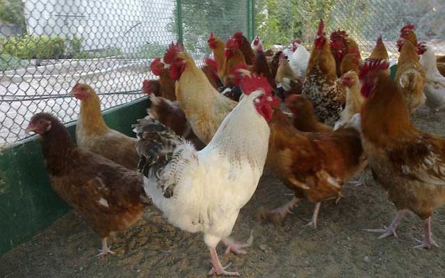 مربو الدواجن: الدجاج المغربي بألف خير وأخبار مرضه إشاعة