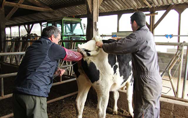 مهنيون يدقون ناقوس الخطر ويطالبون بوضع حد لفوضى التلقيح الاصطناعي للأبقار