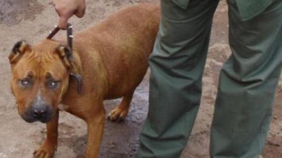 أمن ولاية طنجة يوقف شخصا هدد سلامة مواطنين بواسطة كلب من فصيلة خطيرة