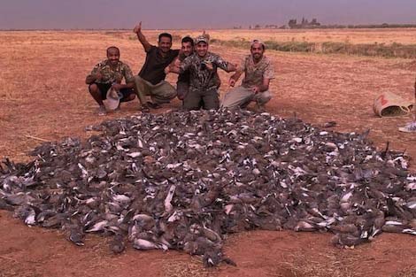 "مجزرة" طيور اليمام بمراكش تتسبب في إعفاءات مسؤولين بقطاع الفلاحة والصيد