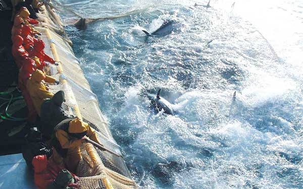 الهيئة والوطنية لحماية التونيات تدعو لفتح نقاش عمومي حول ملف التونة الحمراء