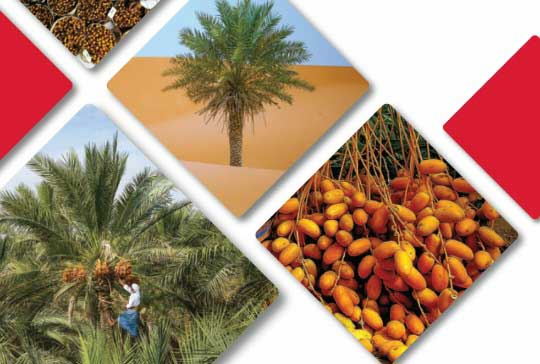 "نخيل التمر في الإمارات" يكشف إنجازات الابتكار الزراعي في هذا المجال  
