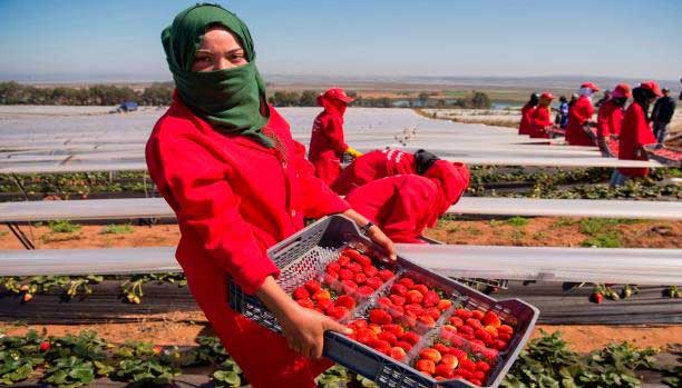 إسبانيا تستقبل 16500 من العاملات الزراعيات بحقول الفراولة في أفق 2020