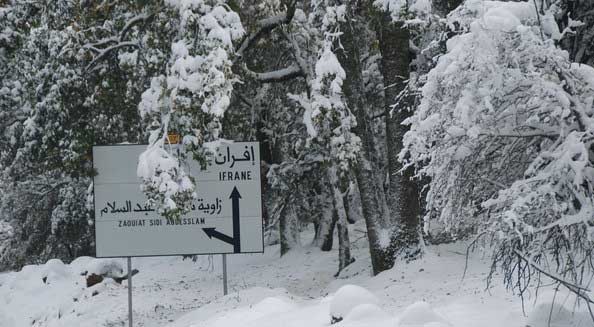 إقليم إفران.. تساقط الثلوج يلهب أسعار حطب التدفئة
