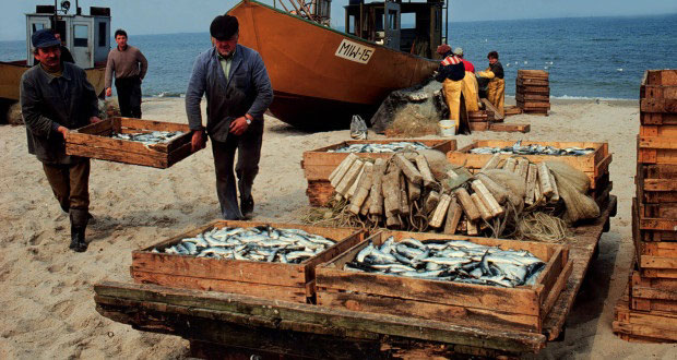 مهنيون بالمصيدة الجنوبية يطالبون بوقف استنزاف الثروة السمكية من طرف أرباب الصيد في أعالي البحار
