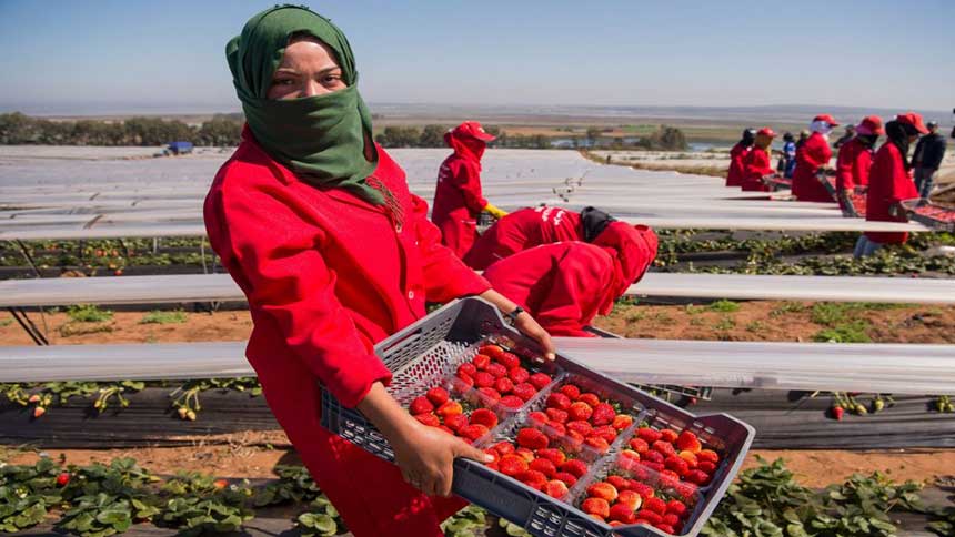 هذه هي الشروط التي ألزمت إسبانيا مزارعيها توفيرها لعاملات الفراولة المغربيات