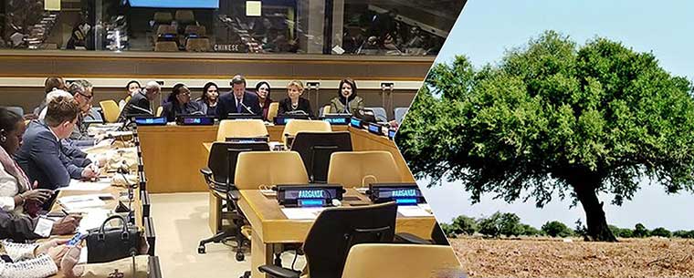 "شجر الأركان" ضيف شرف فوق العادة بمقر الأمم المتحدة بنيويورك