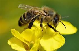 النحل مخلوق ذكي وحيوي يساهم في دورة المنتجات الزراعية