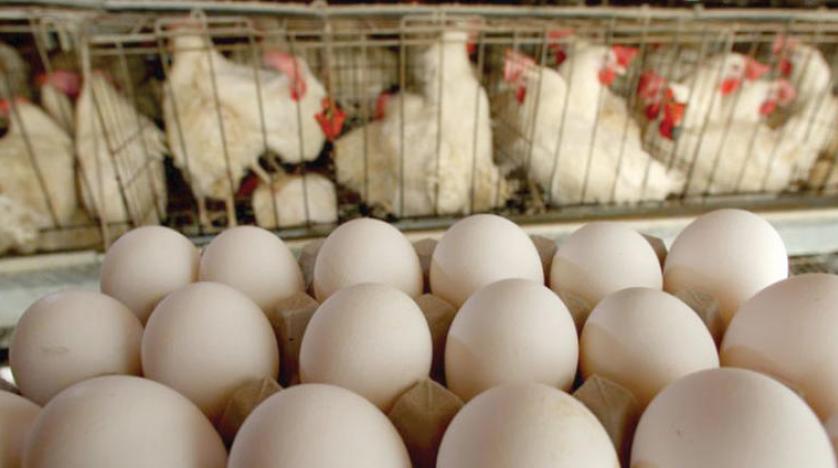 الفيدرالية البيمهنية لقطاع الدواجن:  لاخوف من نفاذ الدجاج ولحوم الدواجن والبيض