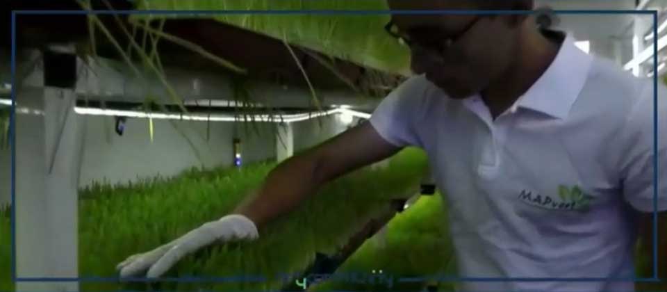"أكت فور كومينوتي" الكنتور: إطلاق مبادرة تكوينات حول إنتاج الشعير المستنبت (مع فيديو)