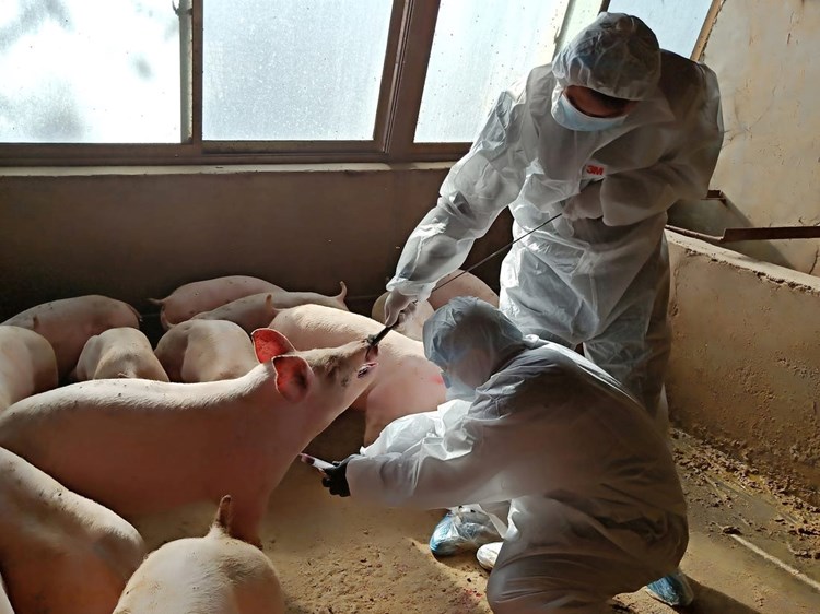بعد كورونا.. نوع جديد من أنفلونزا الخنازير ينتشر في الصين