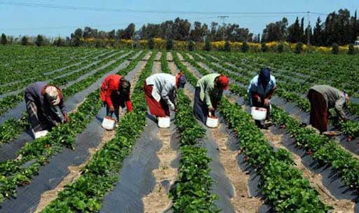 إسبانيا تمدد إقامة المغربيات العاملات بالحقول الزراعية لهذا التاريخ...