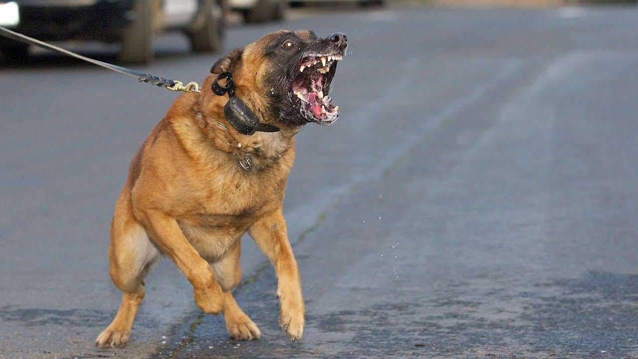 بوليسي بالرباط يضطر لإطلاق الرصاص على كلب شرس هدد حياة زملائه
