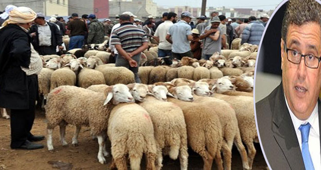 أزمة "كورونا".. هذا ما قاله الوزير أخنوش عن عيد الأضحى وأسواق الماشية