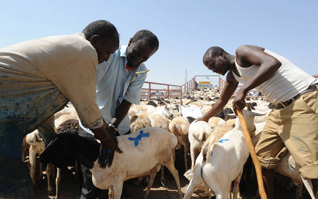 إلغاء الحج بالسعودية يتسبب في ردم  5 مليون خروف بالصومال
