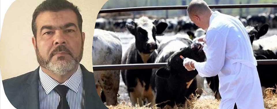 بوتشيشي يدعو إلى جلسة حوار لحل أزمة التلقيح الاصطناعي للأبقار