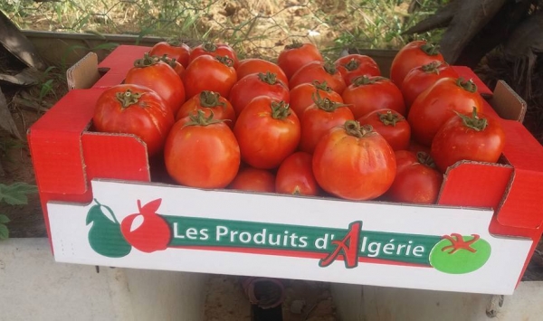 مصدرو الطماطم في الجزائر يشتكون من غلاء نقلها نحو موريتانيا