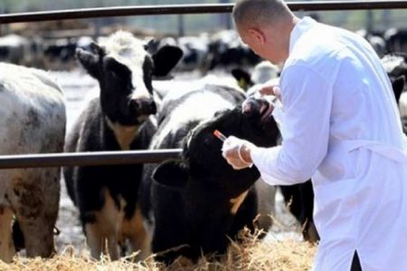 برشيد: فعاليات تطالب بوضع حد لفوضى التلقيح الإصطناعي للأبقار