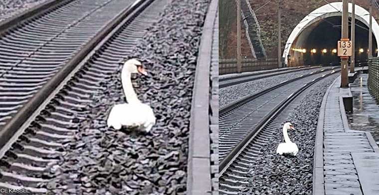 أنثى البجع توقف حركة القطارات حزنا على فقدان زوجها