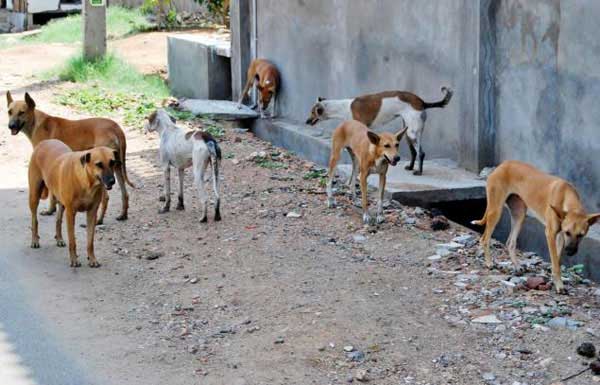 وزارة الداخلية: حذار من استعمال الأسلحة والسموم في الحرب ضد الكلاب الضالة