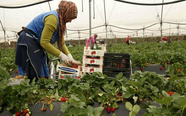 وصول 500 عاملة مغربية  إلى ضيعات الفراولة بهويلبا الإسبانية