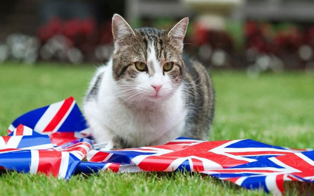 القط "لاري".. كبير صائدي الفئران في مقر رئاسة الوزراء البريطاني
