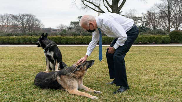 كلب الرئيس الأمريكي بايدن يعود إلى البيت الأبيض