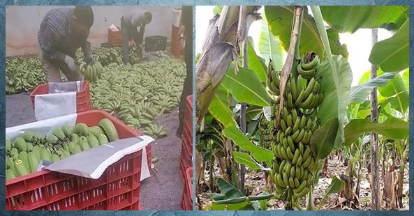 تراجع أسعار الموز.. في أسواق الجملة بسبب هذا القرار