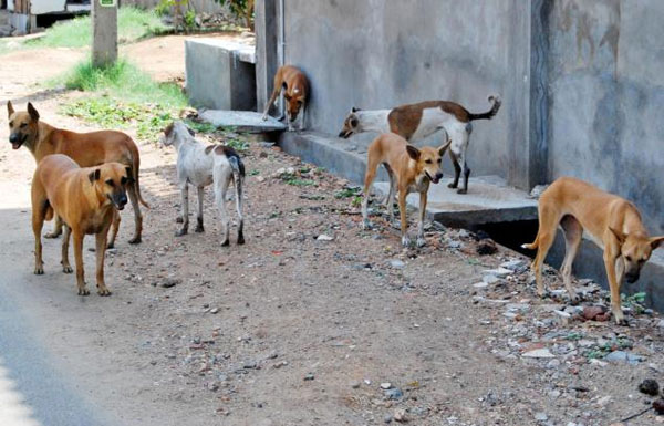 حقوقيون بعاصمة ولاد احريز يطالبون بالقضاء على الكلاب الضالة