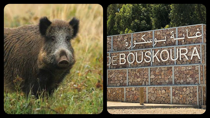 ماذا ينتظر المدير الإقليمي للغابات للموافقة على إحاشة الخنازير التي تهدد الساكنة؟
