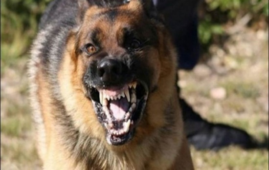 قتل الكلاب بالرصاص .. أول ملف يطرحه سكان السراغنة على الوكيل العام بمحكمة النقض