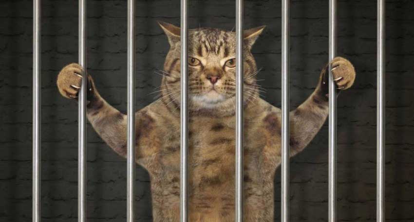 اعتقال القط مهرب المخدرات إلى السجون في عاصمة هذا البلد