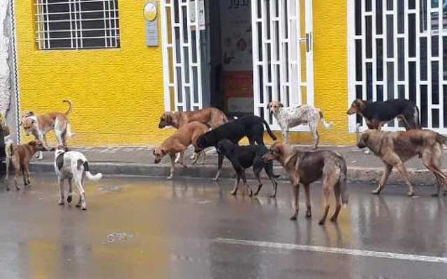 دعوات لإيقاف إعدام الكلاب الضالة (مع فيديو)