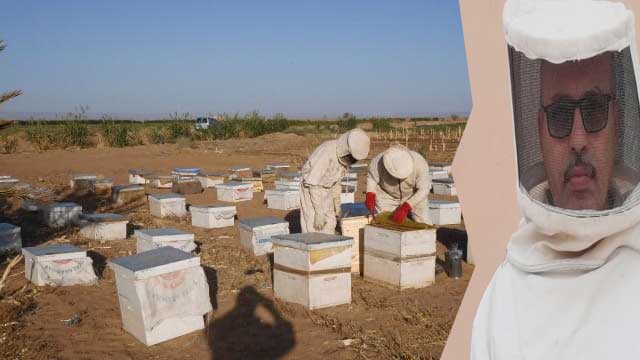 موحى أسانف: نطالب وزارة الفلاحة و"أونسا" بإنقاذ خلايا النحل من فيروس غامض